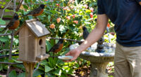 Help Your American Robins Beat The Summer Heat – 5 Easy Gestures of Support For Happy Backyard Birds