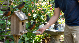 Help Your American Robins Beat The Summer Heat – 5 Easy Gestures of Support For Happy Backyard Birds