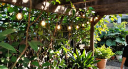 12 Best Patriotic Outdoor String Lights in 2026