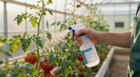 6 Vegetable Diseases To You'll See In July – Treat Them Now Before They Ruin Your Crops