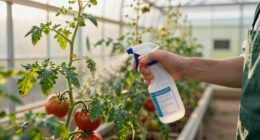 6 Vegetable Diseases To You'll See In July – Treat Them Now Before They Ruin Your Crops