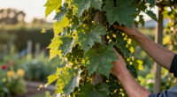 7 Beautiful Vines That Cool Down Your Home On Hot Days – All Hail Nature’s Living Awnings!