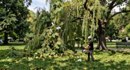 Giant Willow Tree Falls In Boston Public Garden - WCVB