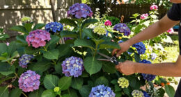 Hotter Summers Are Killing Traditional Hydrangeas – These 6 Gorgeous Alternatives Flourish In The Heat