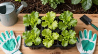 Planting Lettuce In The Fall: Tips For A Bigger, Better Harvest