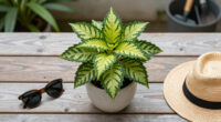 This Tropical Annual Is Always A Must-Have In My Shady Summer Containers For Colorful Blooms & Glossy Foliage