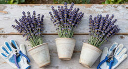 What to Do with Your Lavender in July Heatwaves to Extend the Blooming Season for As Long as Possible