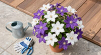 7 Best Fall-Flowering Clematis For Months Of Abundant Blooms On Well-Behaved Vines – And One You Should Never Plant