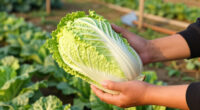 Growing Napa Cabbage (Aka Chinese Cabbage)