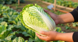 Growing Napa Cabbage (Aka Chinese Cabbage)