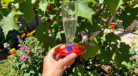 How To Hand-Feed Hummingbirds – 6 Critical Secrets To Enjoy This Heartwarming Garden Experience