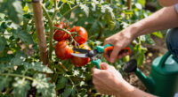 How To Prune Tomatoes For Healthier Plants & Bigger Harvests – What Experts Want You To Know Before You Pick Up The Pruners