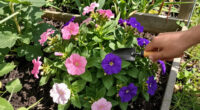 I Grow This Pretty Flower For My Borders – But It's Also My Secret To Brighter Blond Hair