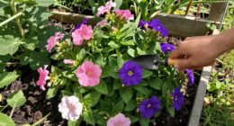 I Grow This Pretty Flower For My Borders – But It's Also My Secret To Brighter Blond Hair