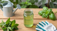 This Natural Tonic Will Revive Every Tired Garden In August, So I Don’t Know Why It’s Such A Well-Kept Secret
