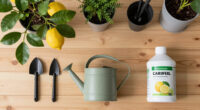 What Lemon Trees Need In August: 5 Easy Tasks That Guarantee Juicy Harvests In The Coming Months