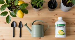 What Lemon Trees Need In August: 5 Easy Tasks That Guarantee Juicy Harvests In The Coming Months