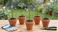 What To Do With Agapanthus In August – 3 Easy Care Tips For Longer-Lasting Blooms This Year And Healthier Plants Next Year
