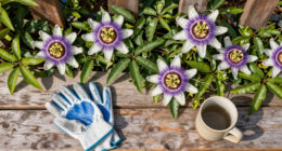 Why I Let My Passionflower Take Over My Fence (And It's Not Just Because It Looks So Good)