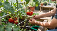 6 Smart Ways To Reuse Spent Tomato Vines (That's Not Just Putting Them In Your Compost)
