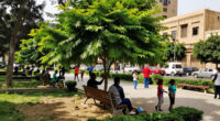Cairo Governorate Denies Tree Removal On Mustafa Hafez Street