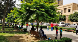 Cairo Governorate Denies Tree Removal On Mustafa Hafez Street