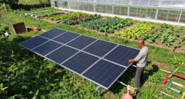 One Fewer Barrier For Farmers Who Want To Cover Fields With Solar Panels - Los Angeles Times