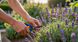 Pruning Lavender In Fall? 3 Risky Cuts To Avoid – And The Cheeky Cut That Works