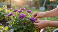 Skip Mums: The Pretty Purple Plant That Rewards You With Blooms Through Fall