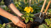 The Cheery Flower I’m Planting Now For Months Of Blooms To Ward Off Winter Blues