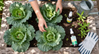The Harlequin Cabbage Bug: Identification And Organic Controls