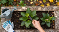 What To Do With Hellebores In Fall To Ensure Elegant Winter Blooms – 5 Easy Tasks To Check Off Your List In September