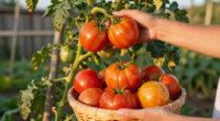 What To Do With Tomato Plants In September – 7 Easy Tasks To Get The Most Out Of Your 'Maters Before The First Frost