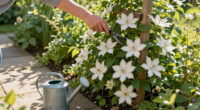 What Your Clematis Needs In September – 5 Easy Tasks To Boost Your Blooms And Protect Next Year’s Display