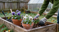 14 Best Frost-Resistant Flowers for Cold-Weather Color in 2027