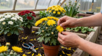 Deadheading Mums Is A Waste Of Time – Do This Instead