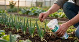 How To Grow Onions With The Right Onion Fertilizer For Yield