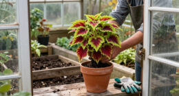 How To Save Your Coleus Before The First Frost