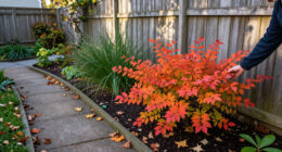 Instead Of Burning Bush, Grow This Native Shrub – It Has Gorgeous Fall Color And Supports Wildlife