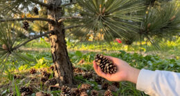 These Pine Trees That Give Pine Nuts