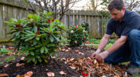 What To Do With Azaleas And Rhododendrons In Fall – 7 Winter Prep Tips To Protect Next Spring's Blooms