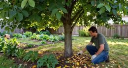 Why Walnut Trees Have No Friends!